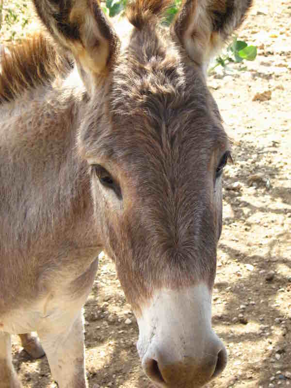 donkey sanctuary photo